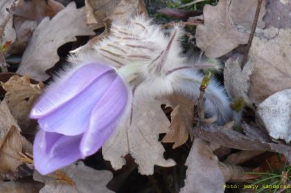 Pulsatilla grandis